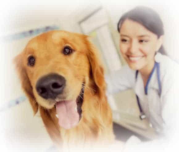 Veterinary Nursing Course Online and On-campus in Australia