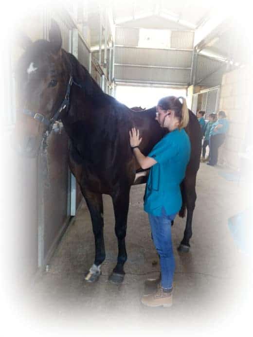 Vet Nursing Course Outcomes Perth