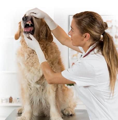 Working in a vet practice and learning vet nursing