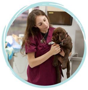 how to become a veterinary nurse in australia