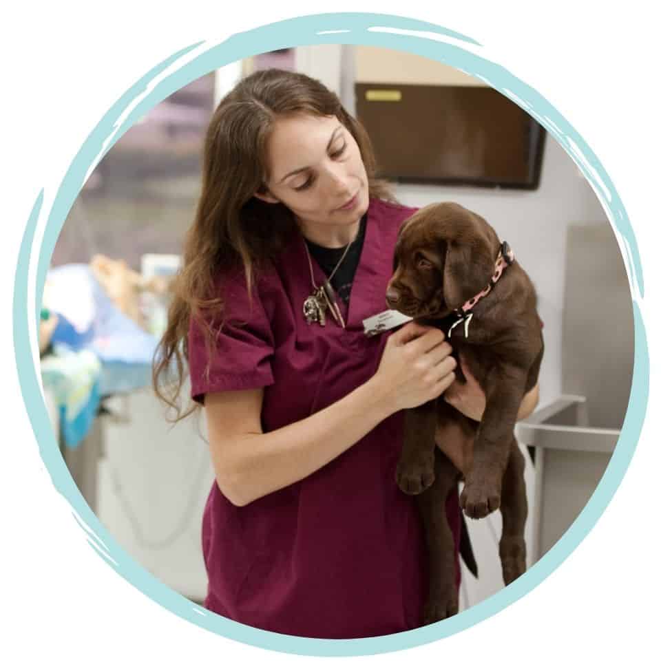 Veterinary Nurse What qualification do I need to study in Australia AVT