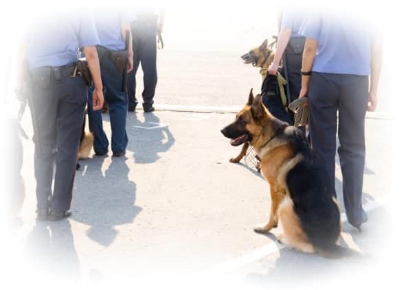 Animal care jobs - police dog trainer