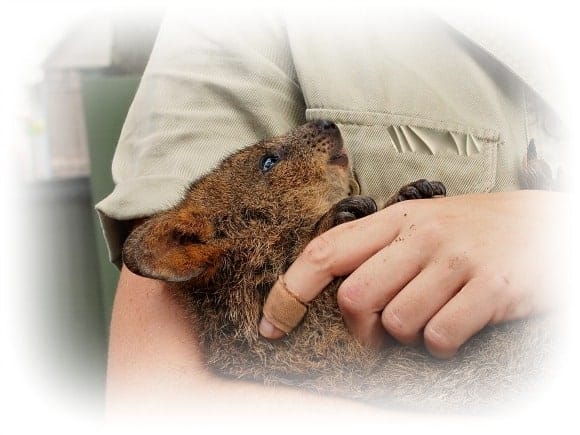 Animal care jobs - wildlife carer