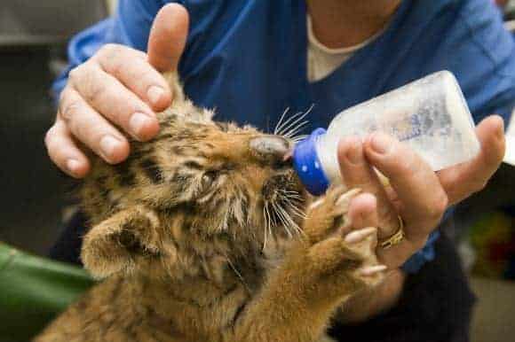 Top 6 Animal Care Jobs - a Career working with Animals Top 6 Animal Care Jobs - a Career working with Animals