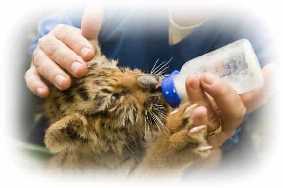 animal care jobs - zoo-keeper