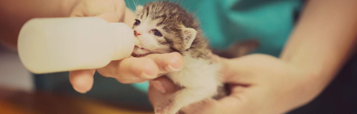 careers that involve animals