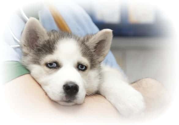 Veterinary Nurse What Qualification Do I Need To Study