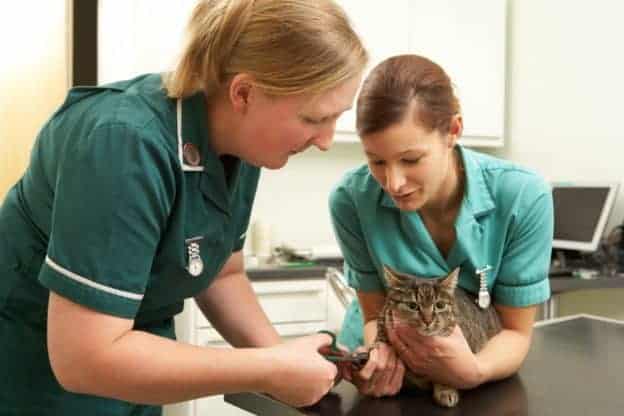 Practical training for veterinary nurses