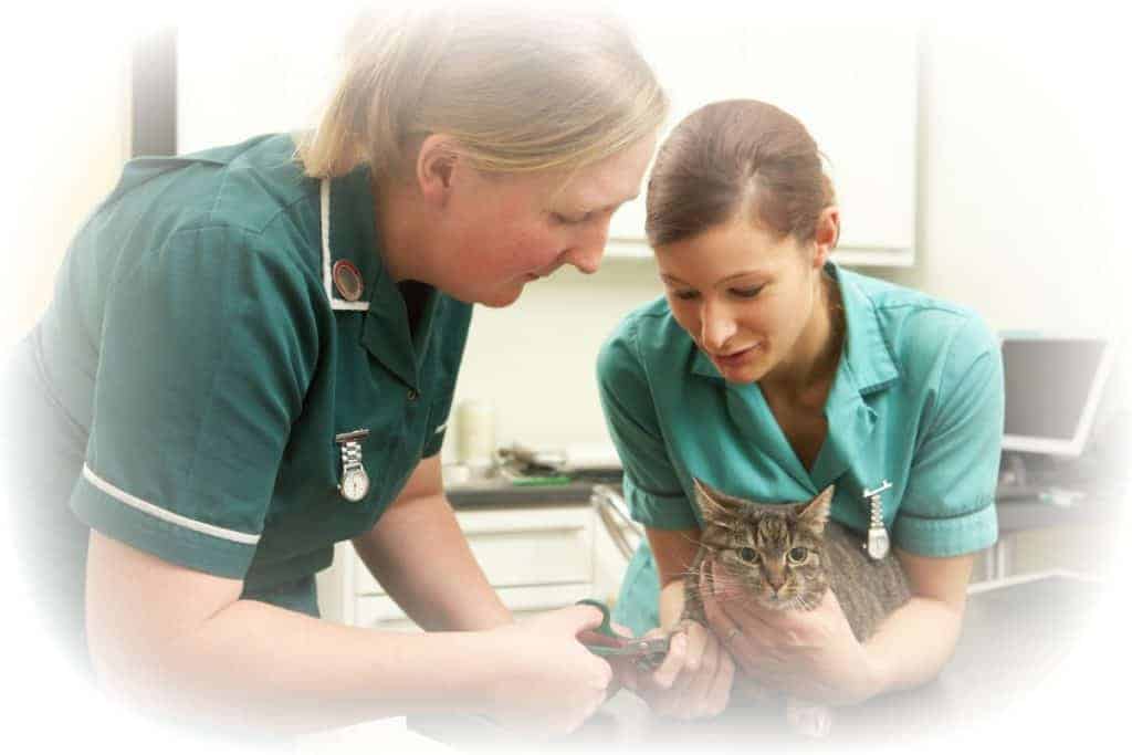 Workplace Training provides practical skills for Vet Nurses and Animal Carers