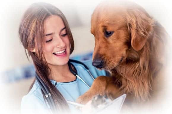 Qualification changes for Veterinary Nursing