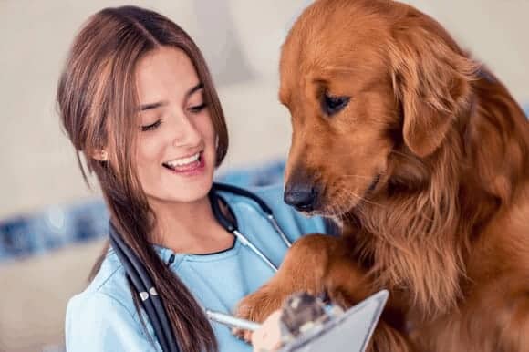 ACM Training Package changes for vet nurses and animal care