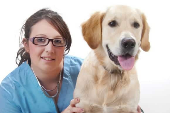 Vet assistants, nurses and techs - are they different