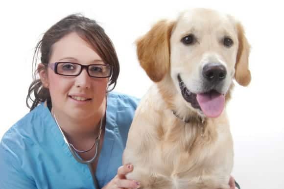 What's the difference between a Vet Assistant, Vet Nurse and Vet Tech