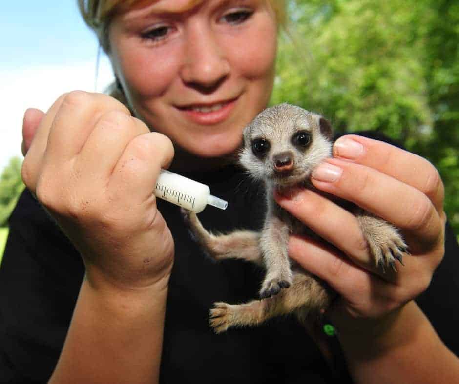 ACM20117 Certificate II in Animal Studies AVT Animal Care Course