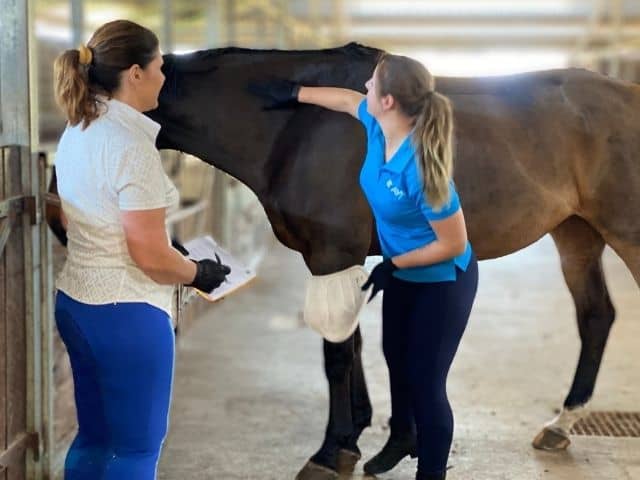 Animal carer work placement