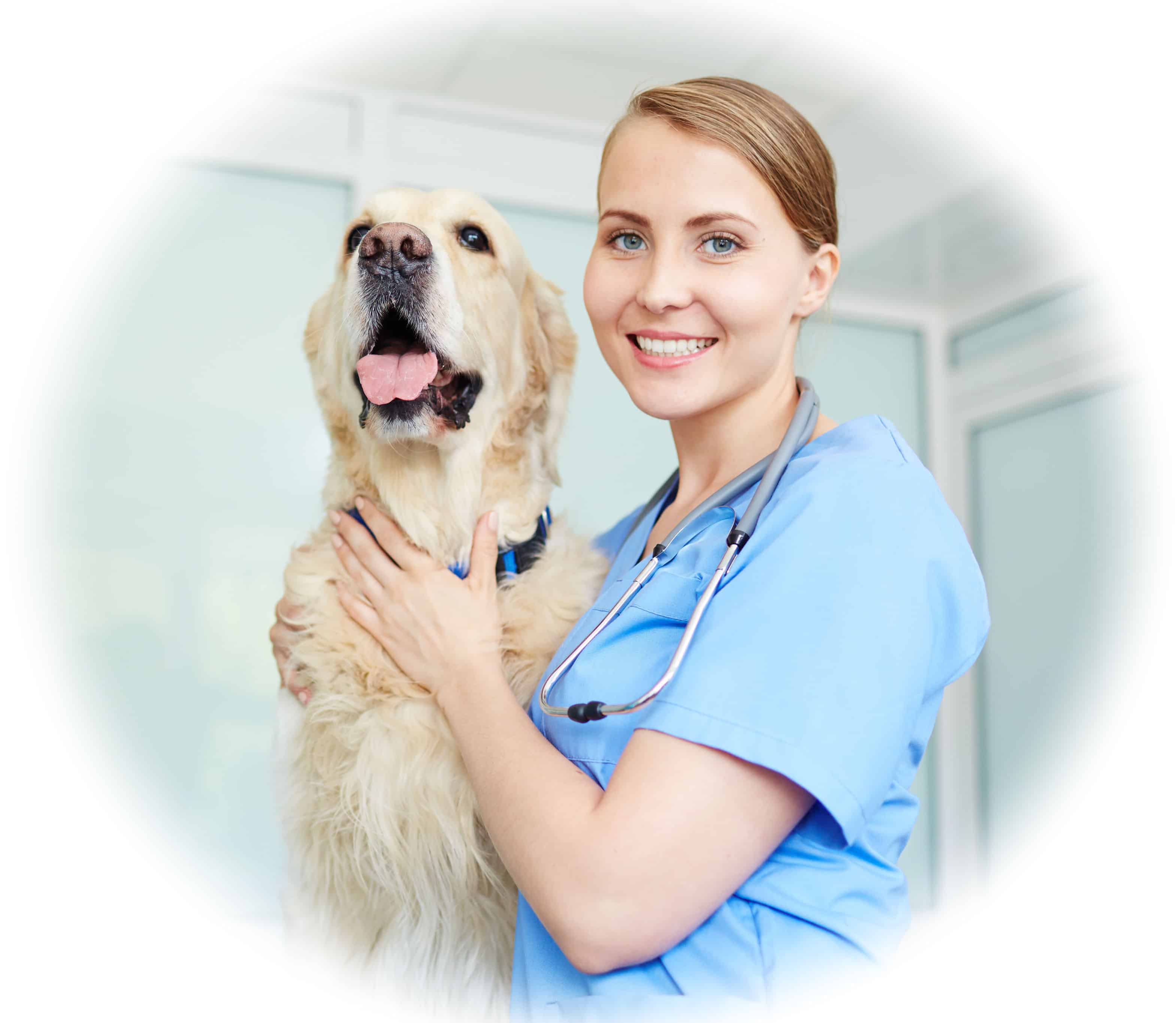 Best vet nurse course application