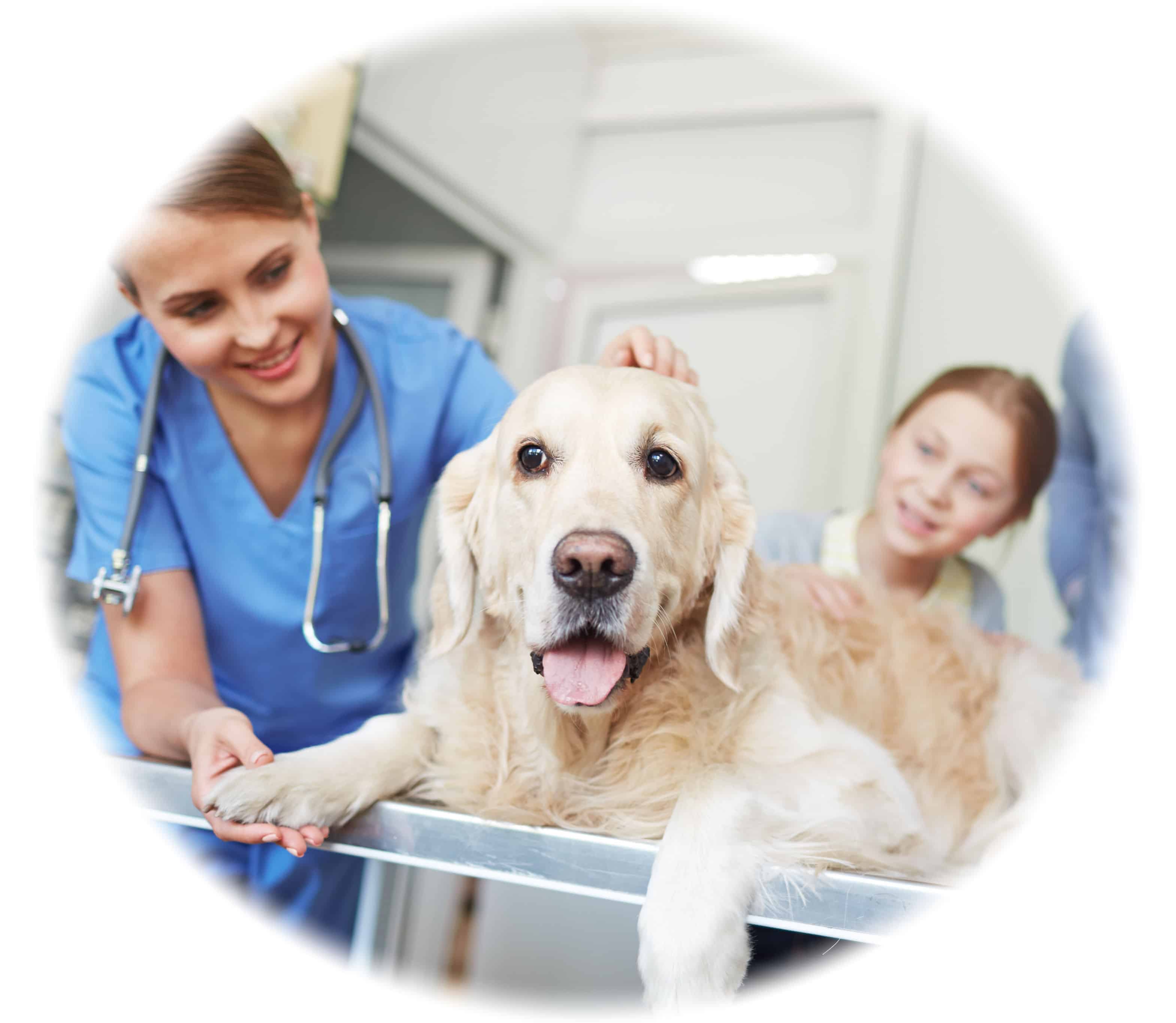Online and Perth On-campus Vet Nurse School