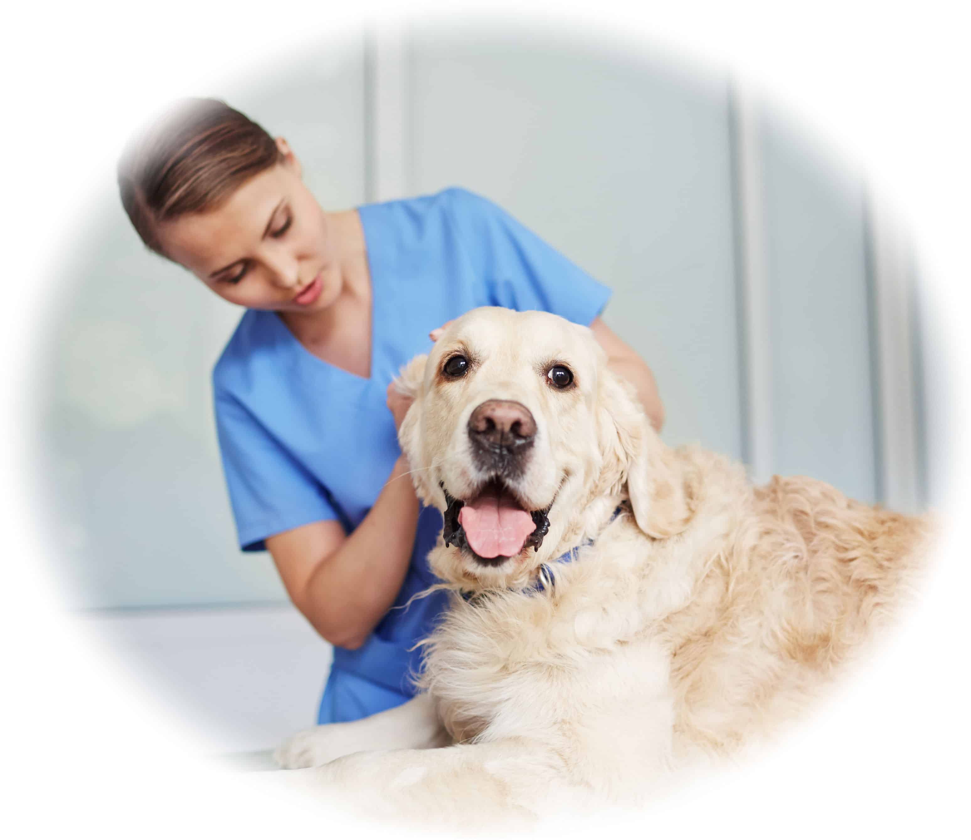 Entry requirements and prerequisite for Veterinary Nurse Course