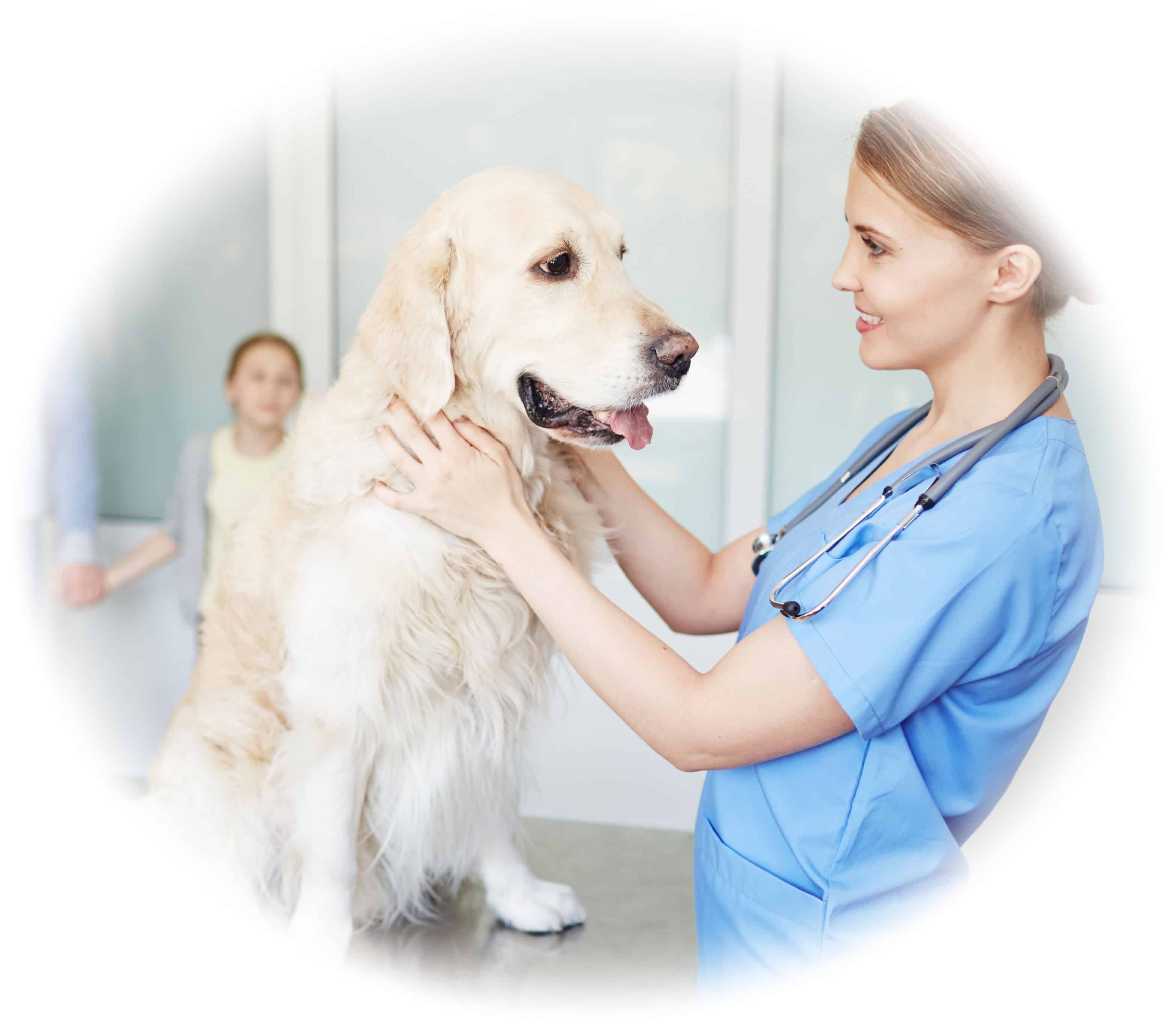 Vet Nurse School - become a vet nurse