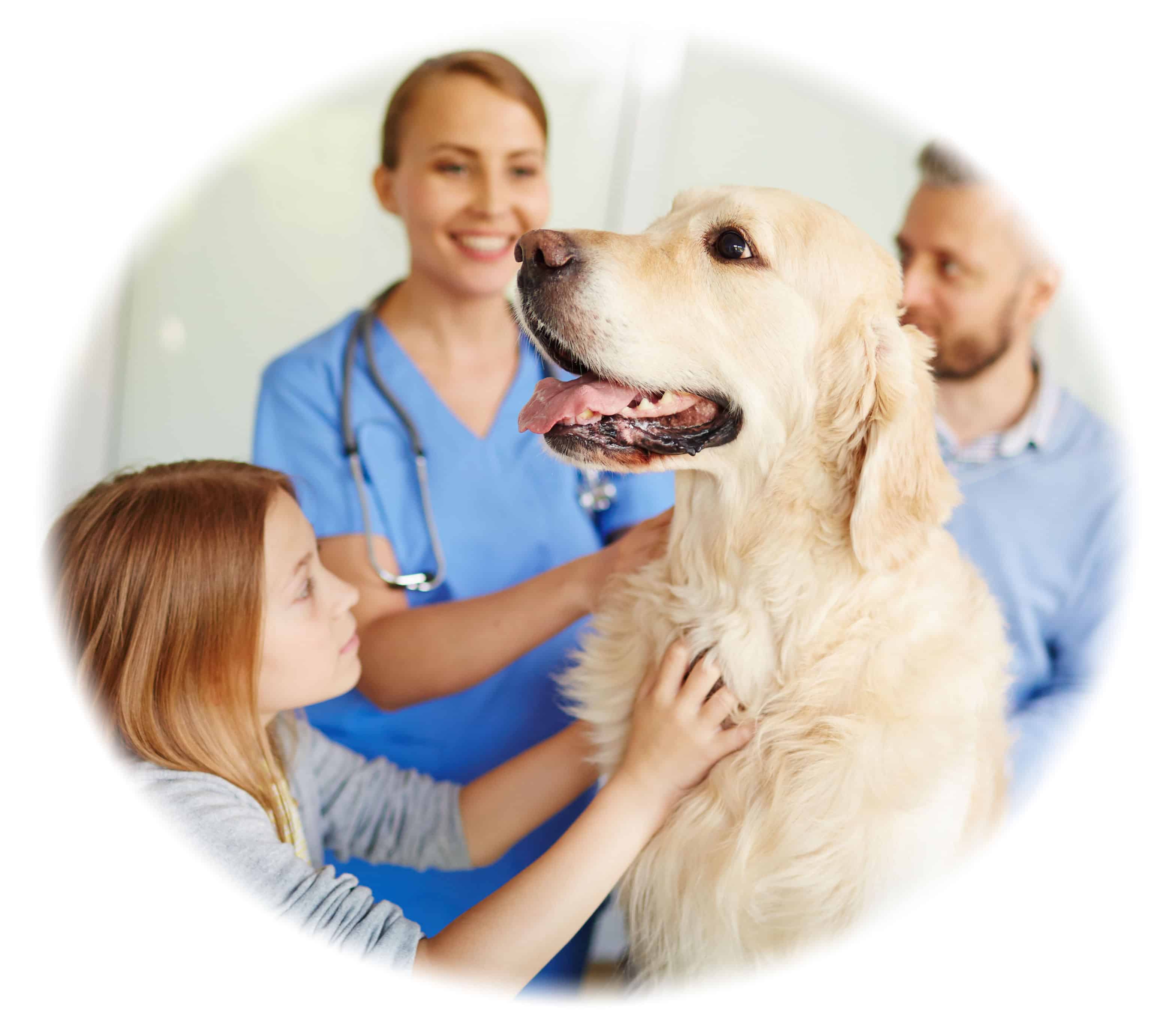 Vet Nurse Training and Course - become a vet nurse