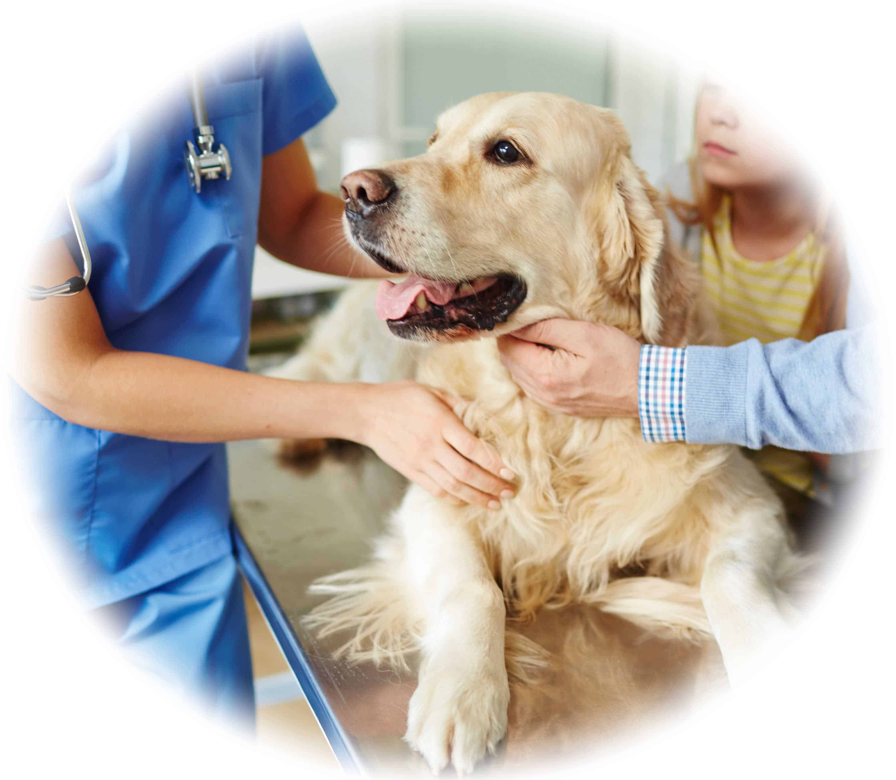 Job and Skills Outcomes for Veterinary Nurse Students