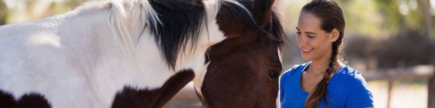 Horse care and equine school - qualification