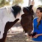 Horse care and equine course - qualification