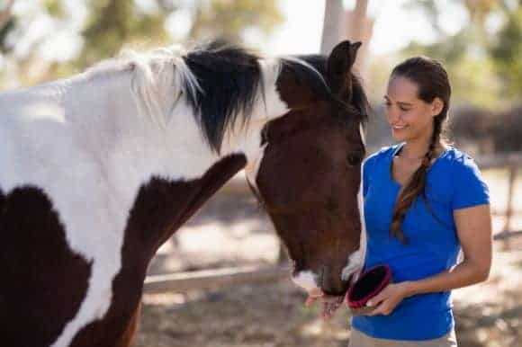 Horse care and equine course - qualification