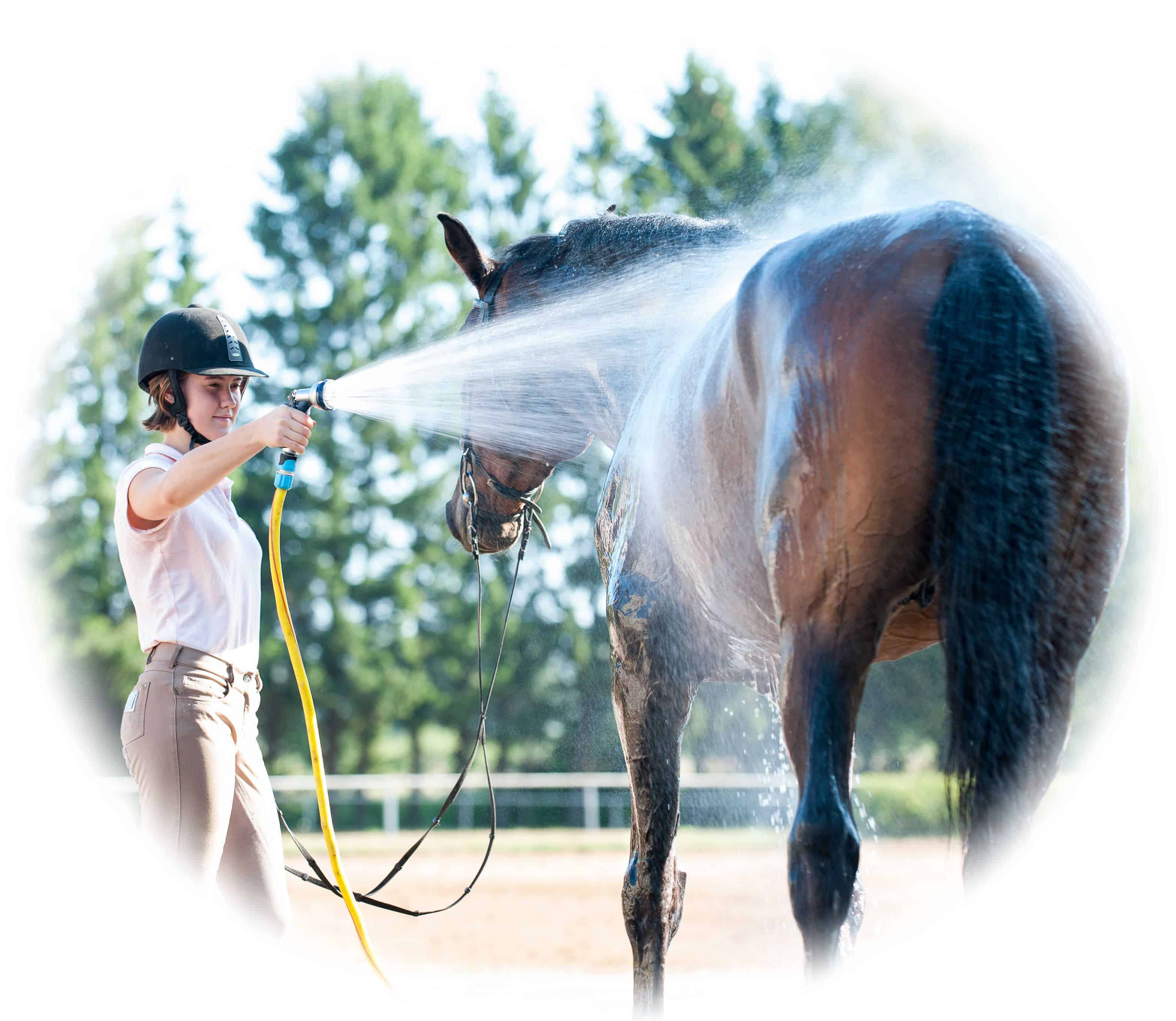 Career working with animals - entry for qualification