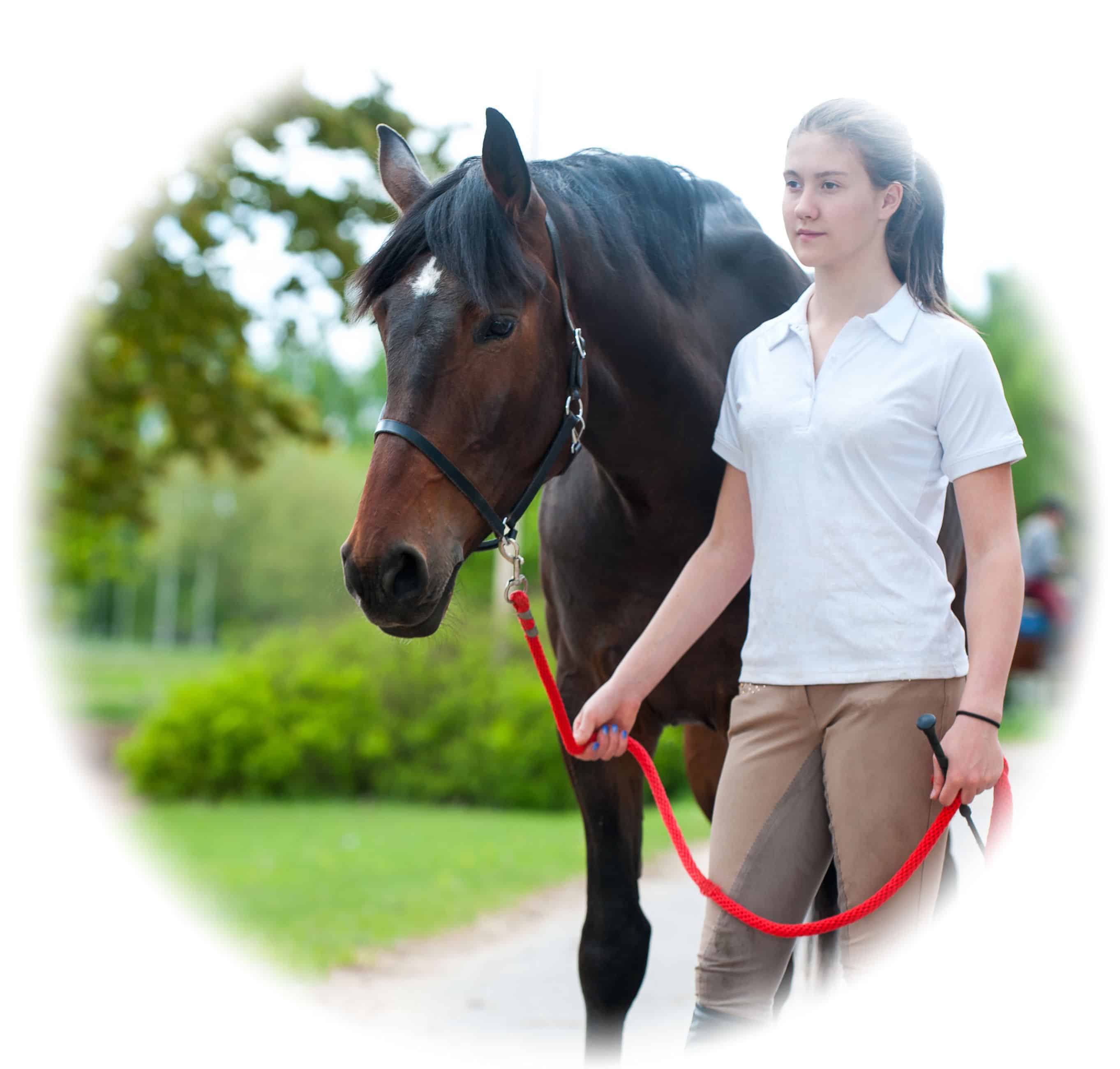Horse care qualification - training and skills