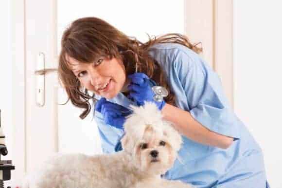 start a career in animal care - quit your job