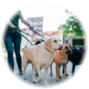 Dog walker Pay and Salary in Australia