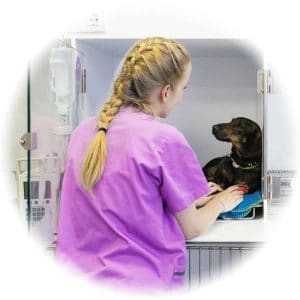 Veterinary Nurse Pay and Salary