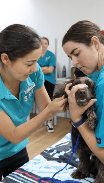 Study vet nursing in Perth