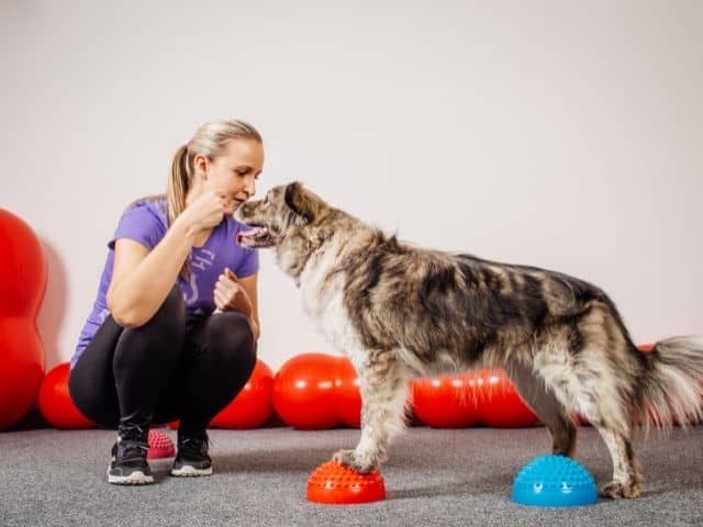 Animal care jobs - dog trainer