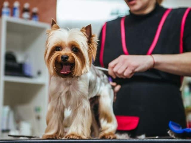 Animal care jobs - grooming