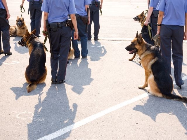 Animal care jobs - police dog trainer