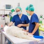 Animal Care jobs - vet nurse