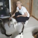 How to find volunteer work with animals