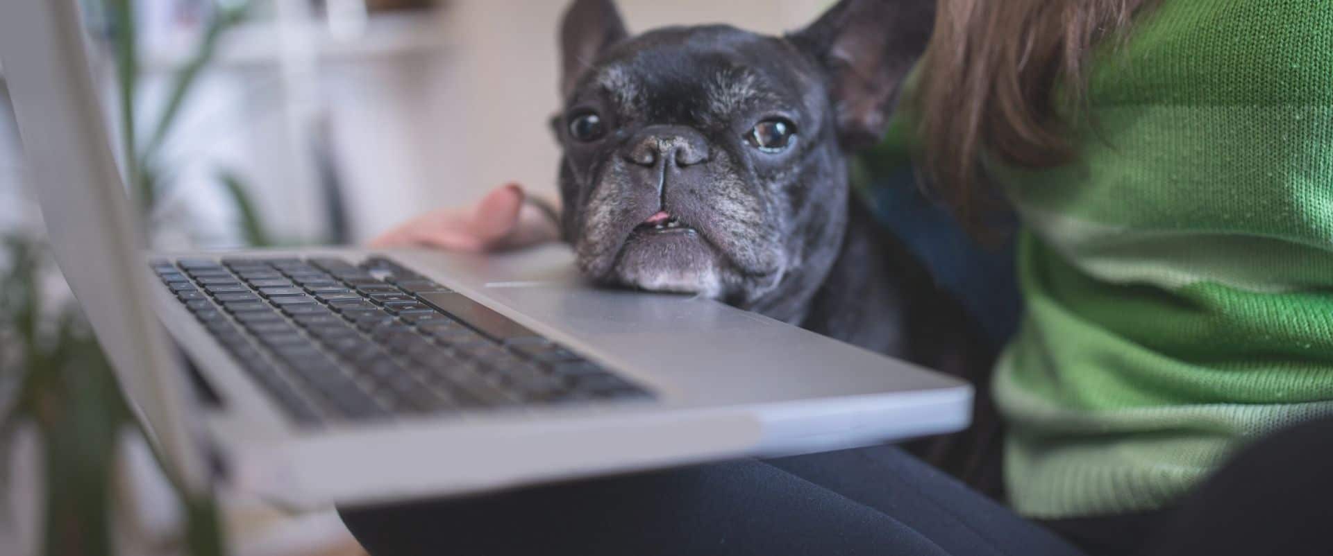 applied-vocational-training-australia-vet-nursing-animal-studies