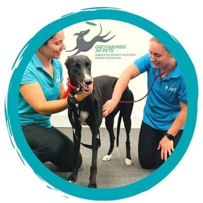 Study at GAP - Greyhounds as Pets Greyhounds as Pets - Animal Care course