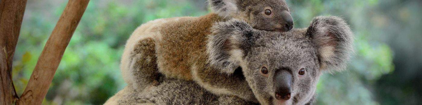 ACM20117 Certificate II in Animal Studies - Zoo and Wildlife Care