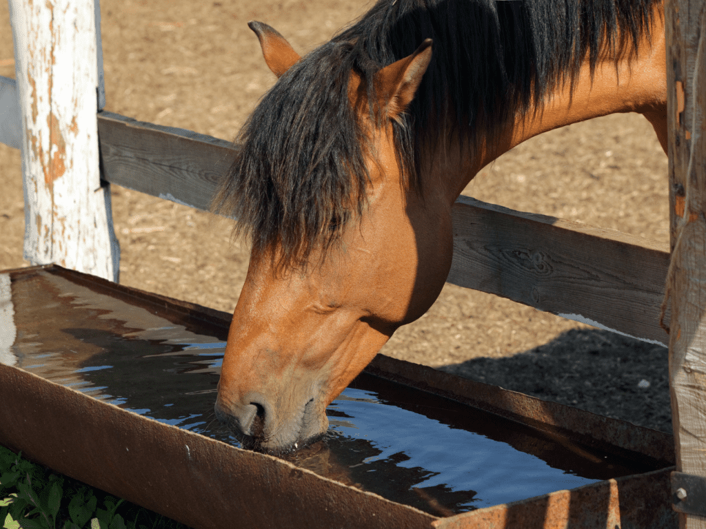 Looking after a horse - basic horse care for beginners
