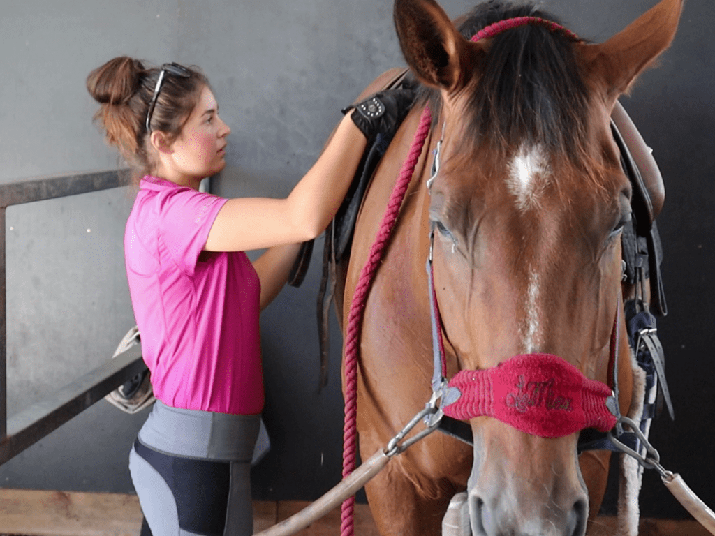 grooming your horse - tips for horse owners