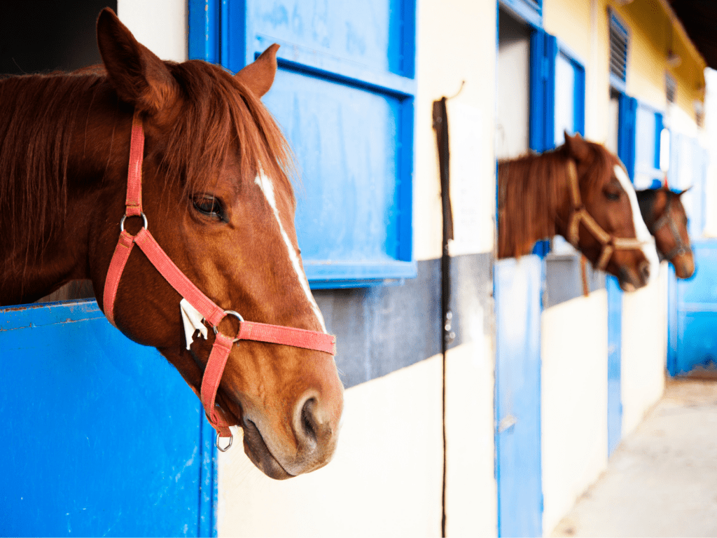 tips for horse care - shelter and agistments