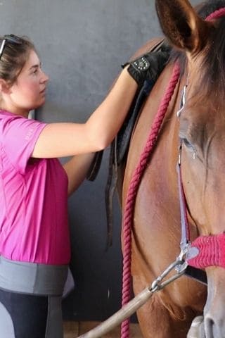 owning a horse for beginners - how to look after your horse