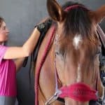 Caring for a horse - tips for horse owners