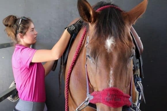 Caring for a horse - tips for horse owners