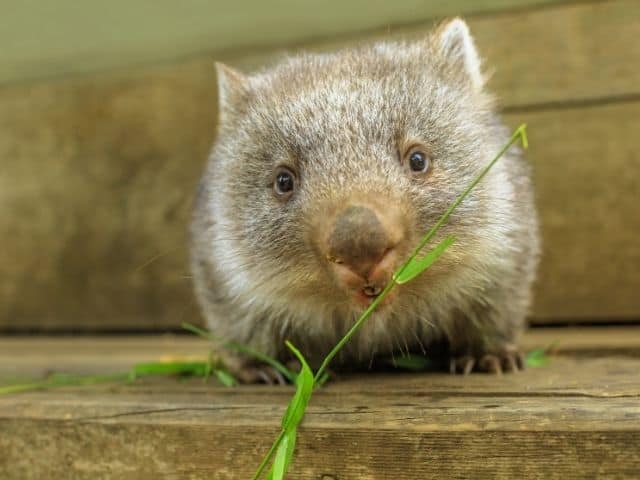 Working in wildlife rehabilitation and care Australia Perth Rescue