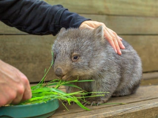 How do I get a job in Wildlife Care and Rehabilitation in Australia?